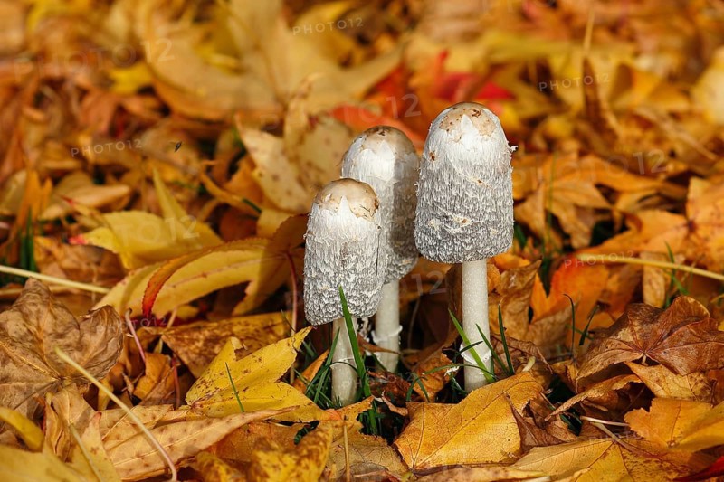 Schopftintling (Coprinus comatus), group in autumn leaves, North Rhine-Westphalia, Germany