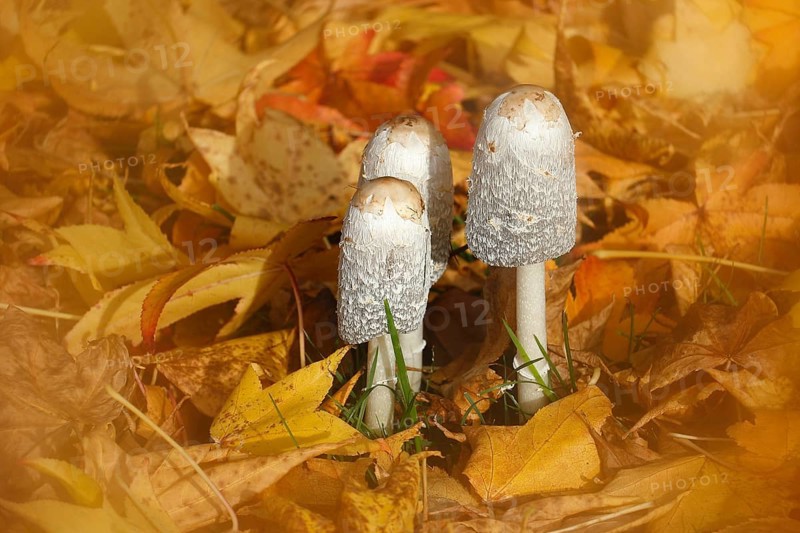 Schopftintling (Coprinus comatus), group in autumn leaves, alienation, North Rhine-Westphalia, Germany