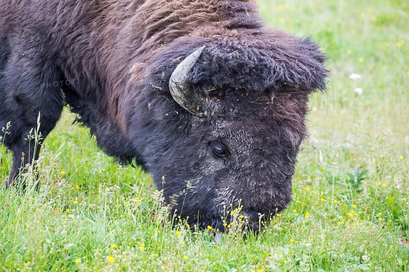 Large wild american bison grazing in a field in yellowstone national park