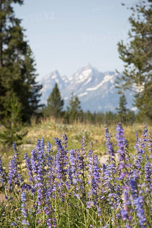 Majestic grand tetons range behind feild flowers landscape