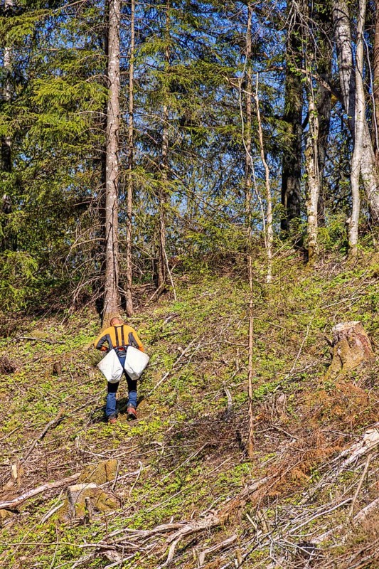 Man planting spruce seedlings on a clearing in a coniferous forest a sunny summer day