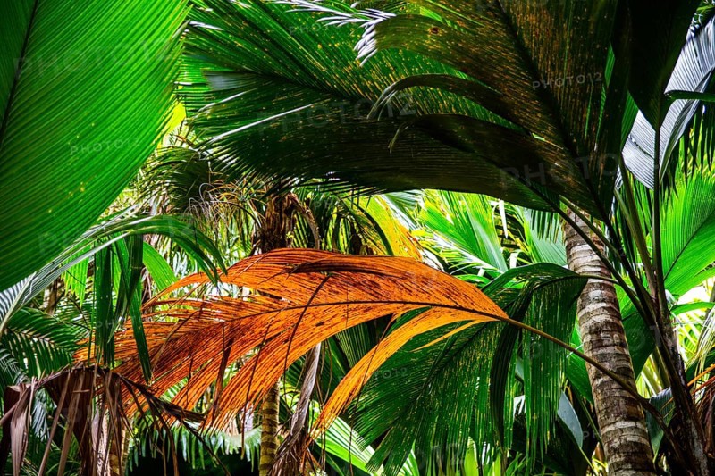 Palmenbäatter, Vallée de Mai, Praslin, Seychelles, Praslin, Seychelles