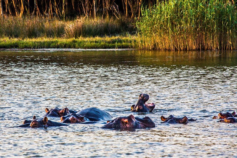 Hippos in the evening light, Lake St Lucia, iSimangaliso Wetland Park, South Africa
