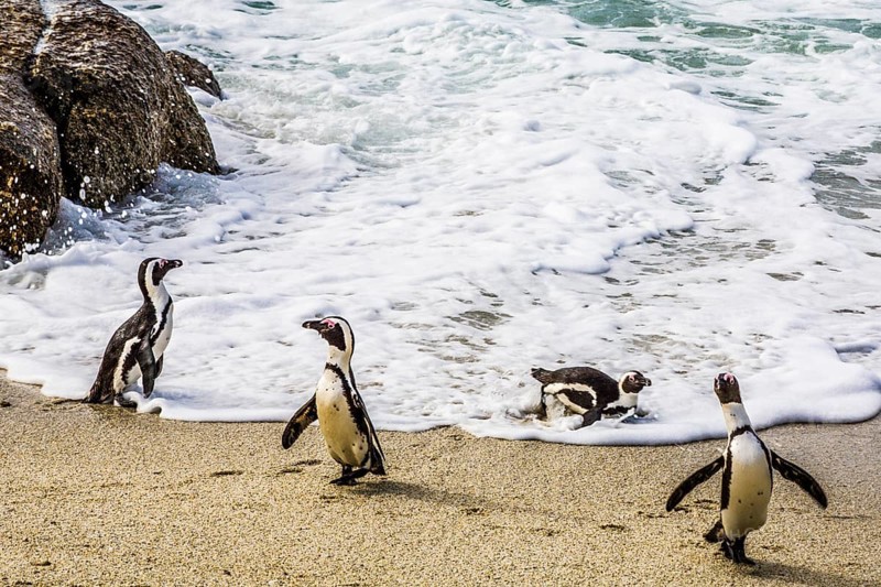 Jackass penguins (Spheniscus demersus) on Boulders Beach with over 2000 animals, Cape Peninsula, South Africa, Simon's Town, Western Cape