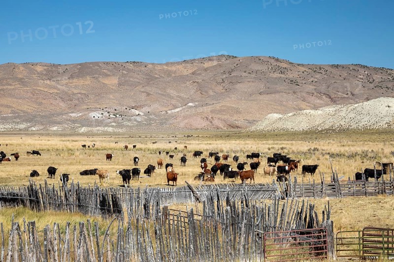 Austin, Nevada - Cattle grazing on a ranch on north central Nevada