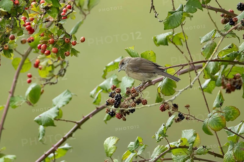 Eurasian blackcap (Sylvia atricapilla) adult bird in a hedgerow with blackberries in summer, England, United Kingdom