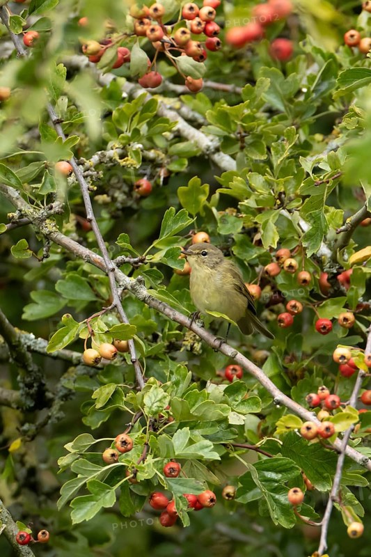 Common chiffchaff (Phylloscopus collybita) adult bird in a Hawthorn hedgerow with red berries in summer, England, United Kingdom