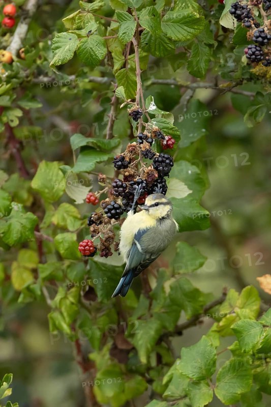 Blue tit (Cyanistes caeruleus) adult bird in a hedgerow on blackberries in summer, England, United Kingdom