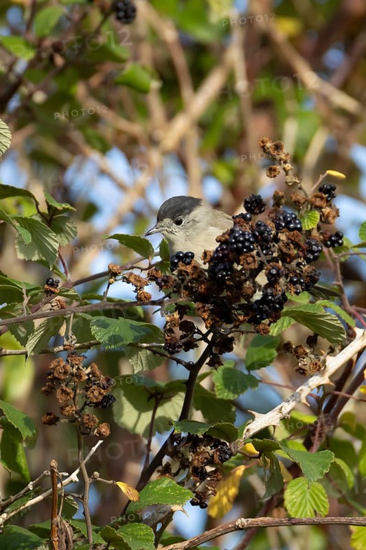 Eurasian blackcap (Sylvia atricapilla) adult male bird on blackberries in a hedgerow in summer, England, United Kingdom