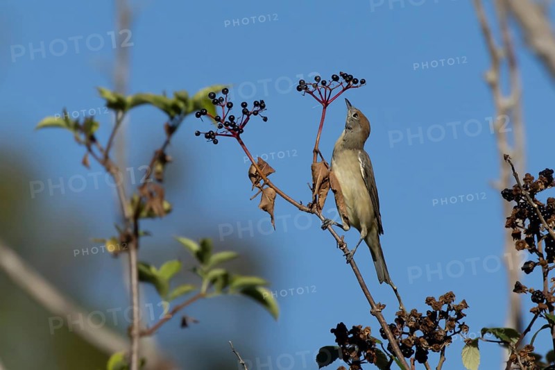 Eurasian blackcap (Sylvia atricapilla) adult female bird in a hedgerow with Elder tree berries in summer, England, United Kingdom