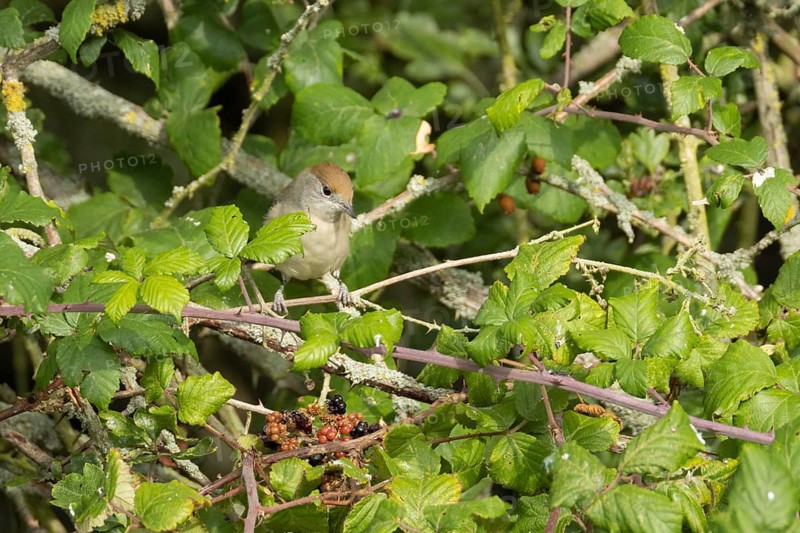 Eurasian blackcap (Sylvia atricapilla) adult female bird in a hedgerow in summer, England, United Kingdom
