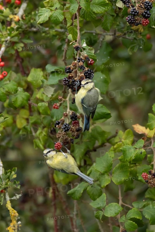 Blue tit (Cyanistes caeruleus) two adult birds in a hedgerow on blackberries in summer, England, United Kingdom