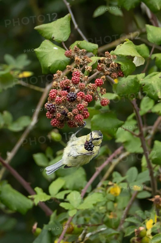 Blue tit (Cyanistes caeruleus) adult bird in a hedgerow feeding on blackberries in summer, England, United Kingdom