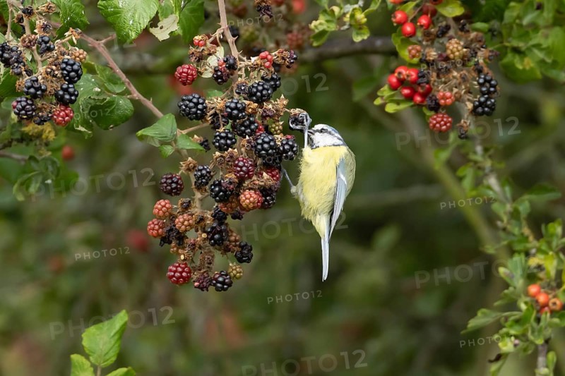 Blue tit (Cyanistes caeruleus) adult bird in a hedgerow feeding on blackberries in summer, England, United Kingdom