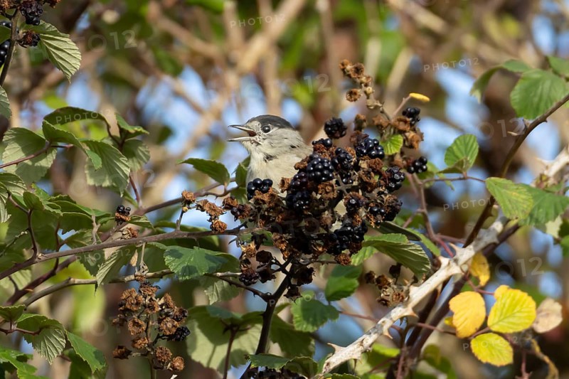 Eurasian blackcap (Sylvia atricapilla) adult male bird on blackberries in a hedgerow in summer, England, United Kingdom