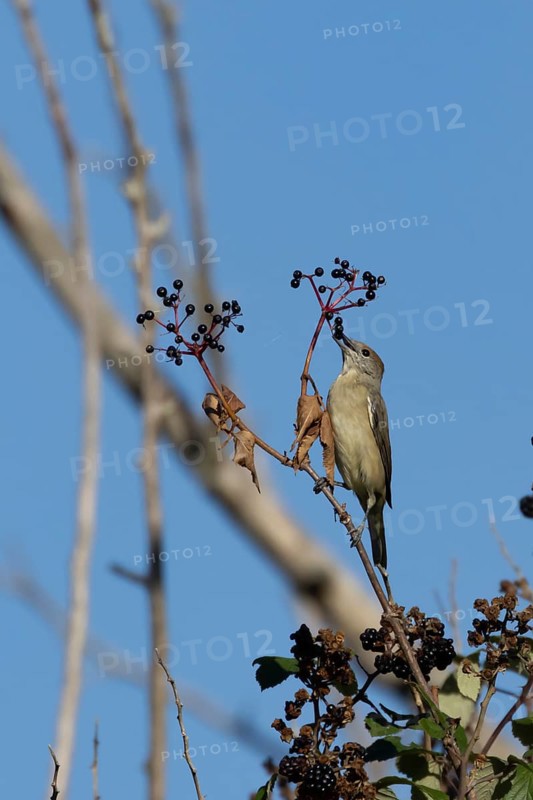 Eurasian blackcap (Sylvia atricapilla) adult female bird in a hedgerow feeding on Elder tree berries in summer, England, United Kingdom