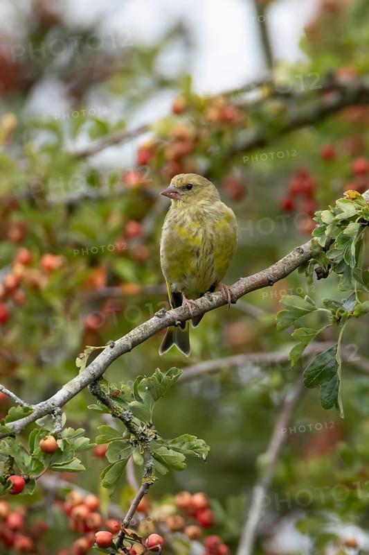 European greenfinch (Chloris chloris) adult bird in a Hawthorn hedgerow with red berries in summer, England, United Kingdom