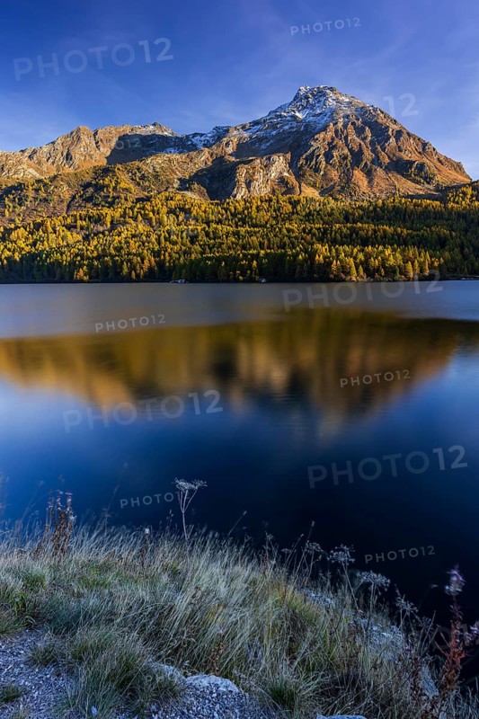 Mountains are reflected in lake, evening light, larch, autumn, autumn color, Lake Sils, Engadin, Switzerland