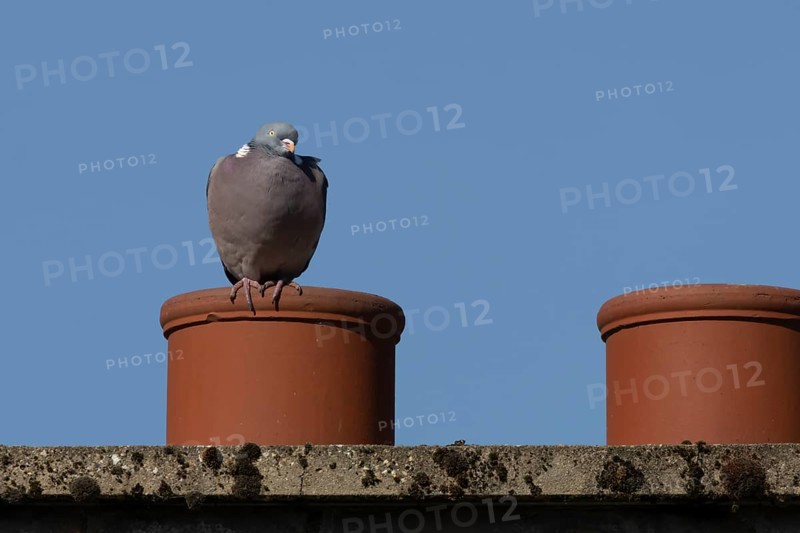 Wood pigeon (Columba palumbus) adult bird on an urban house chimney pot, England, United Kingdom