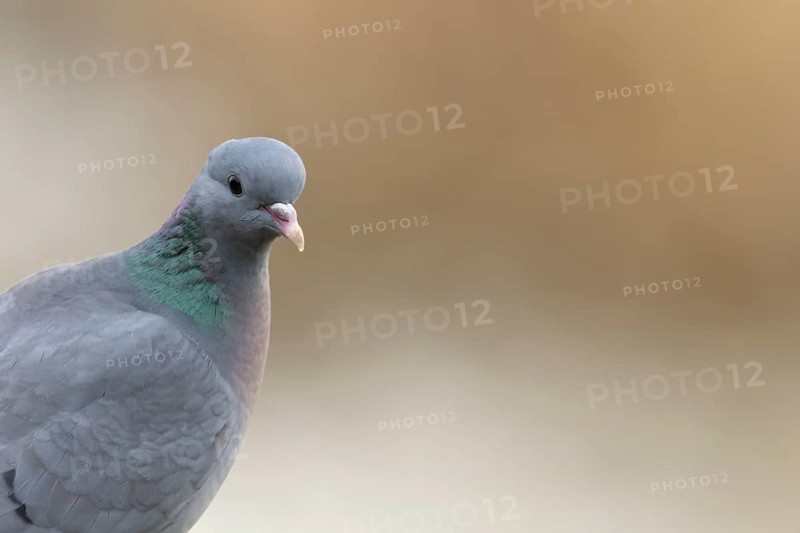 Stock dove (Columba oenas) adult bird head portrait, England, United Kingdom
