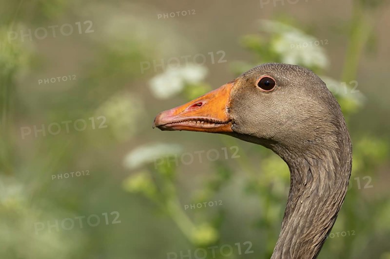 Greylag goose (Anser anser) adult bird head portrait, England, United Kingdom