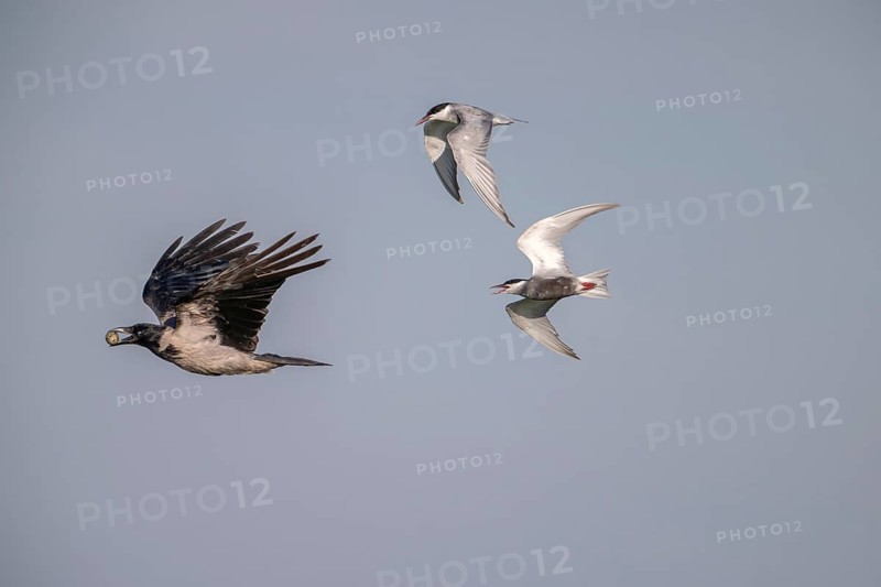 Cloudy crow (Corvus cornix) flying with egg, chased by white-bearded terns (Childonias hybride), Danube Delta, Romania