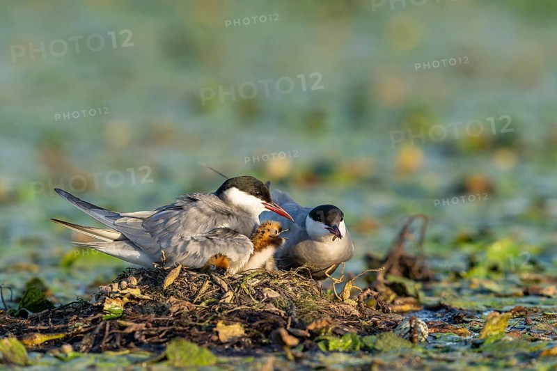 White-bearded terns (Childonias hybride) with young birds at their nest, Danube Delta, Romania
