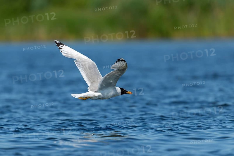 Fish gull (Larus ichtyyaetus), flying, Danube Delta, Romania