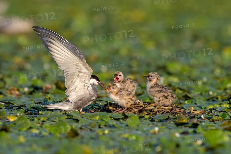 White-bearded terns (Childonias hybride) with young birds, at the nest, Danube Delta, Romania