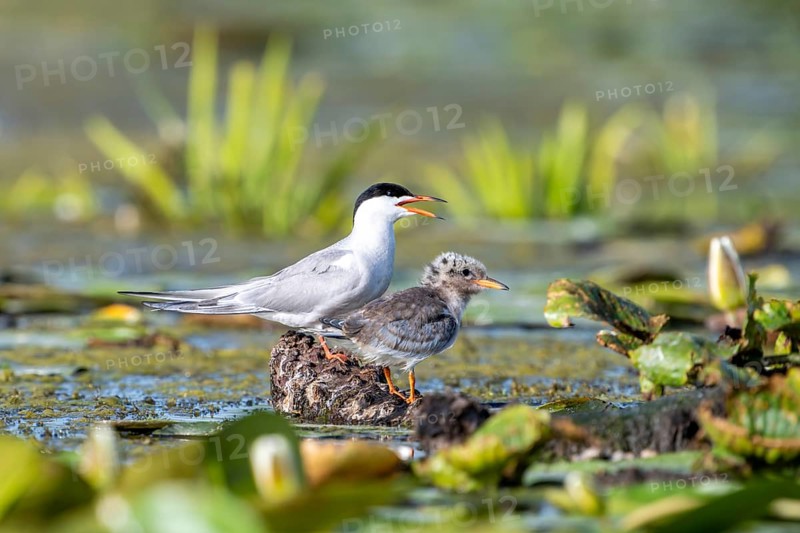 Common tern (Sterna hirundo) with young bird, Danube Delta, Romania
