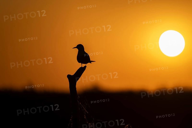 Common Tern (Sterna hirundo), on branch, at sunrise, Danube Delta, Romania
