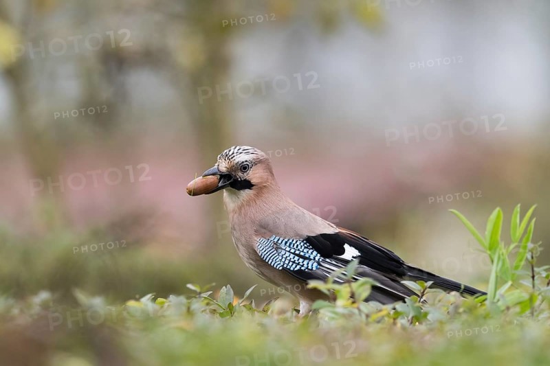 A jay (Garrulus glandarius) in grass with an acorn in its beak. A peaceful, natural setting, Hesse, Germany