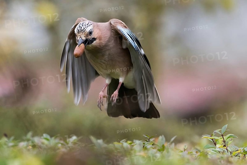 A jay (Garrulus glandarius) in flight with an acorn in its beak. He has his wings pointed downwards, Hesse, Germany