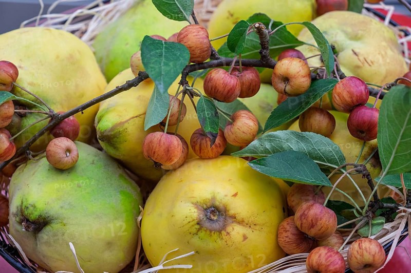 Metal bowl with quinces and ornamental apples, Münsterland, North Rhine-Westphalia, Germany