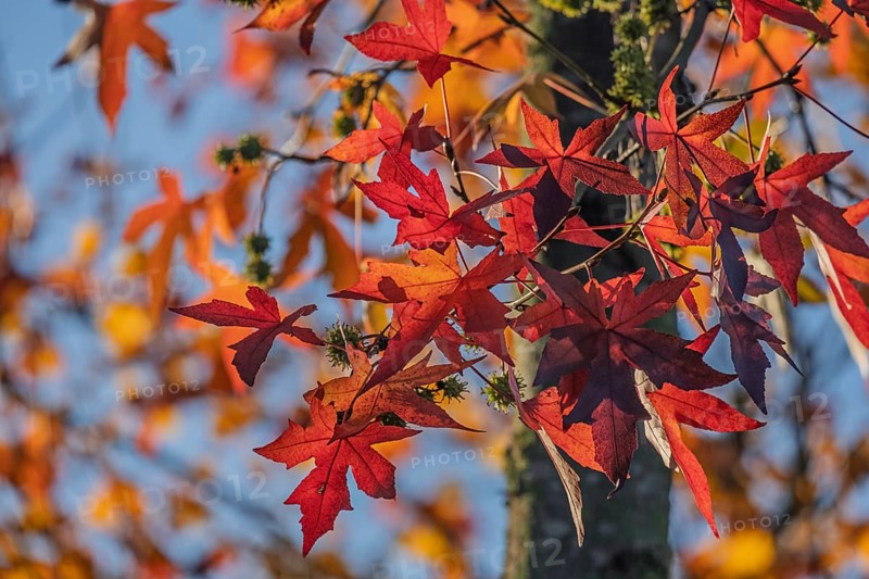American sweet gum (Liquidambar styraciflua), also known as starfish tree, Münsterland, North Rhine-Westphalia, Germany