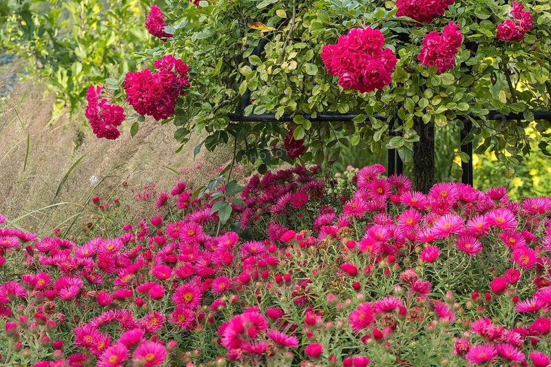 Perennial bed with rose stems and autumn asters, Münsterland, North Rhine-Westphalia, Germany