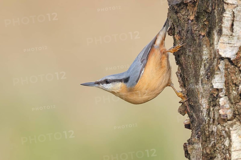 Nuthatch (Sitta europaea) hangs upside down on a birch tree, wildlife, woodpeckers, nature photography, Neunkirchen, autumn, Siegerland, North Rhine-Westphalia, Germany