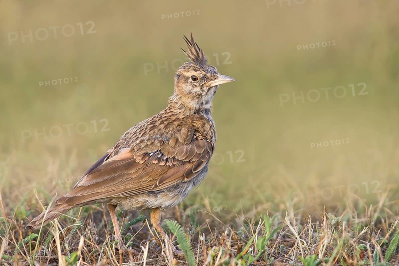 Crested lark (Galerida cristata) young bird standing in grass, wildlife, animals, birds, songbird, nature photography, Neusiedlersee National Park, Seewinkel, Burgenland, Austria
