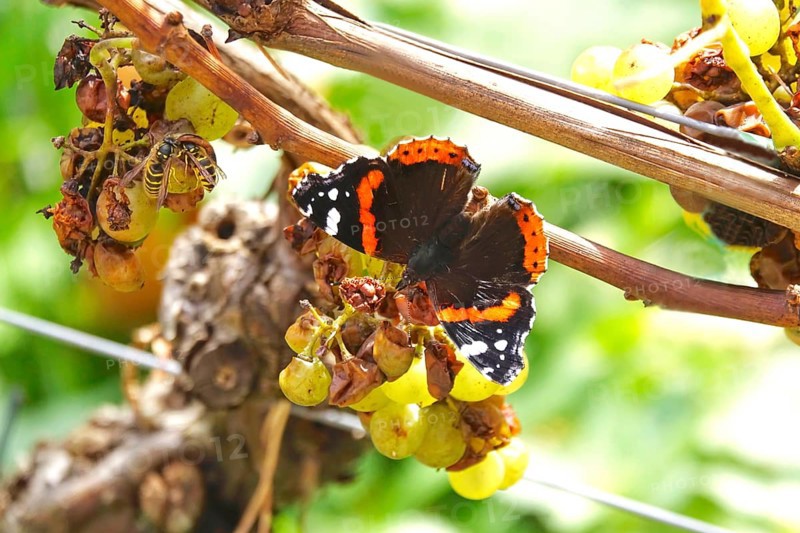 Beautiful butterfly admiral (Vanessa atalanta) on a vine, wasps, autumn, Germany
