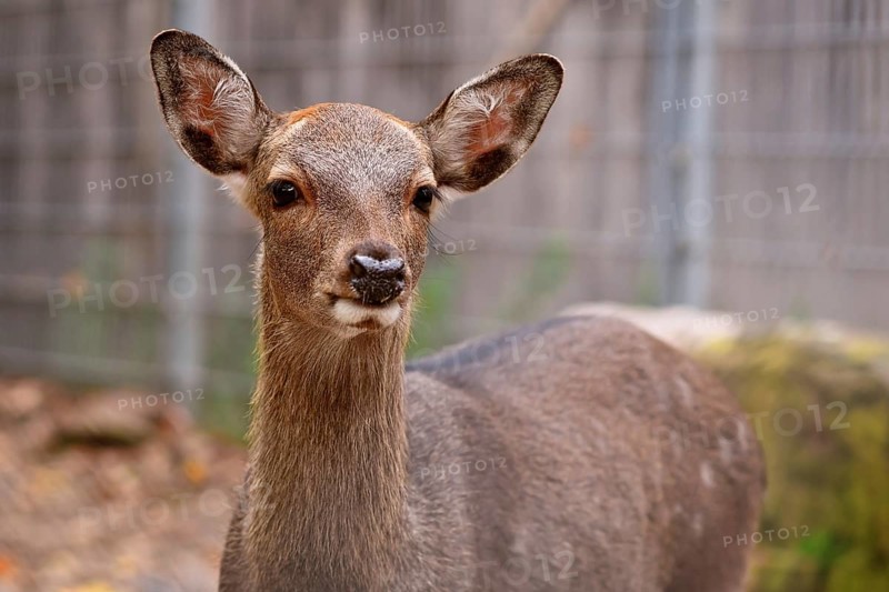 Portrait of young female Cervus nippon Shika deer