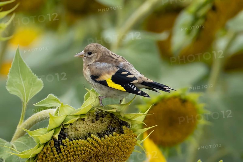 European goldfinch (Carduelis carduelis) juvenile baby bird on a sunflower seedhead in a field of sunflowers, England, United Kingdom