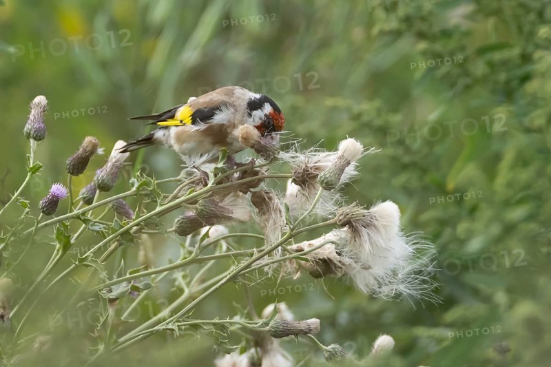 European goldfinch (Carduelis carduelis) adult bird feeding on a Creeping thistle seedheads, England, United Kingdom
