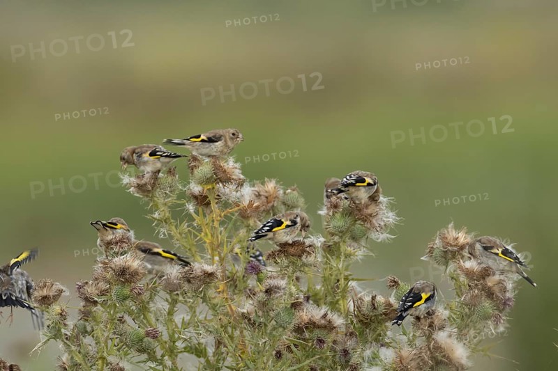 European goldfinch (Carduelis carduelis) juvenile baby birds feeding on Thistle plant seedheads, England, United Kingdom
