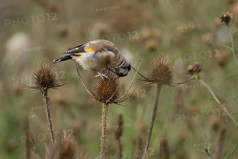 European goldfinch (Carduelis carduelis) adult bird feeding on a Teasel plant seedhead, England, United Kingdom