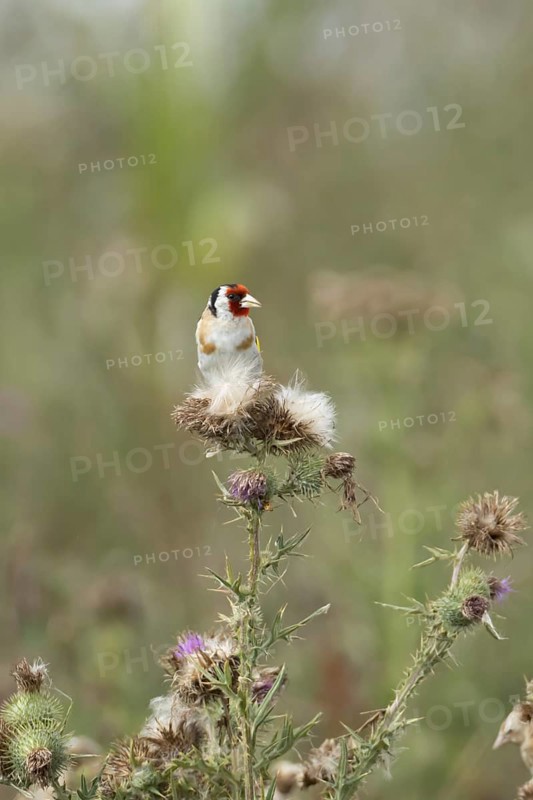 European goldfinch (Carduelis carduelis) adult bird on Creeping thistle plant seedheads, England, United Kingdom