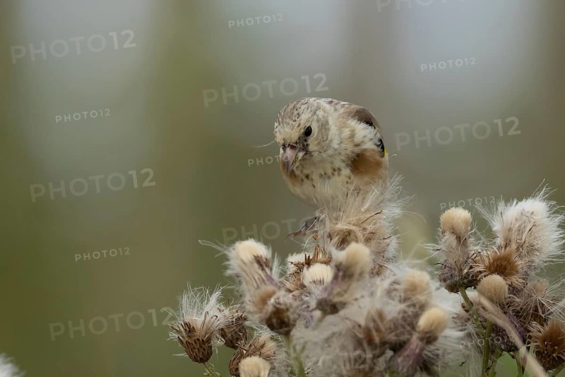 European goldfinch (Carduelis carduelis) juvenile baby bird feeding on Thistle plant seedheads, England, United Kingdom