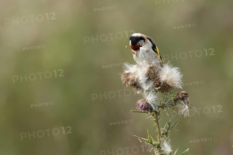 European goldfinch (Carduelis carduelis) adult bird feeding on a Creeping thistle plant seedheads, England, United Kingdom