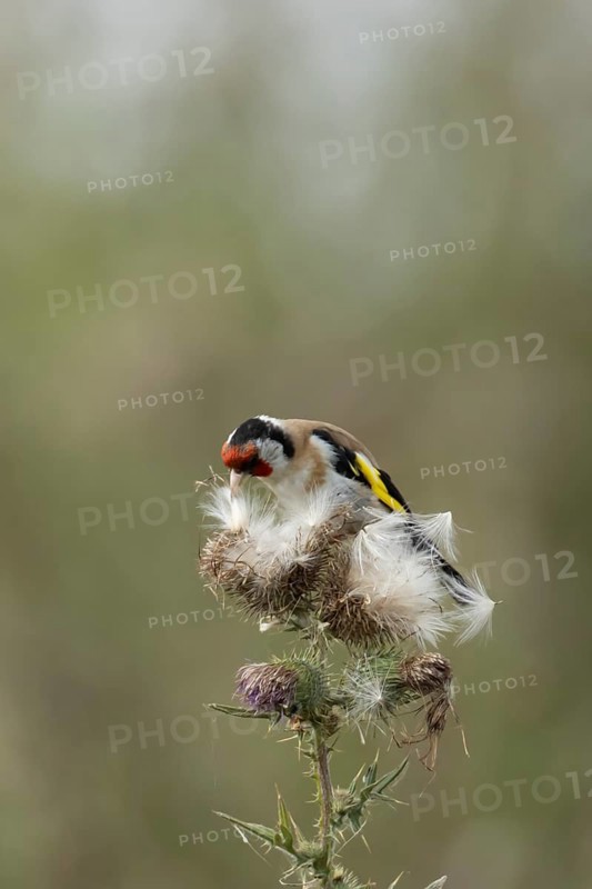 European goldfinch (Carduelis carduelis) adult bird feeding on a Creeping thistle seedheads, England, United Kingdom