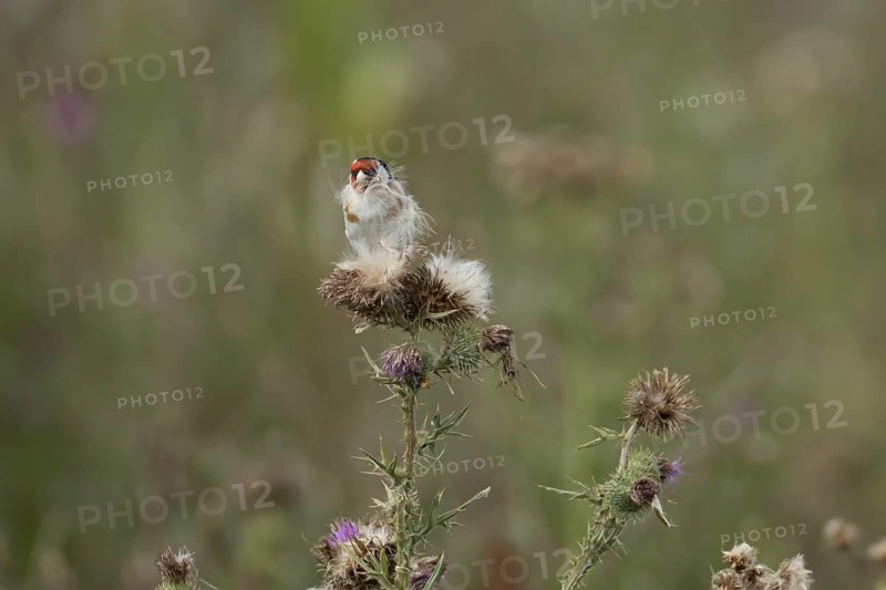 European goldfinch (Carduelis carduelis) adult bird feeding on Creeping thistle plant seedheads, England, United Kingdom