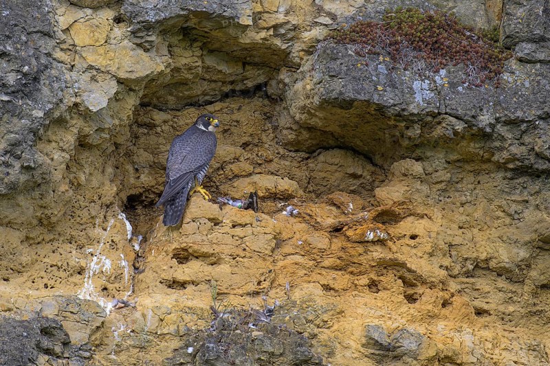Peregrine falcon (Falco peregrinus), adult female in her habitat with prey in front of picturesque rocky backdrop, biosphere area, Swabian Jura, Baden-Württemberg, Germany